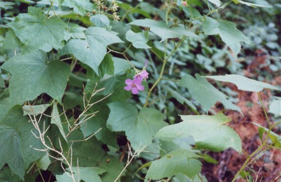 A beautiful purple flower.