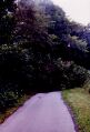 fallentree